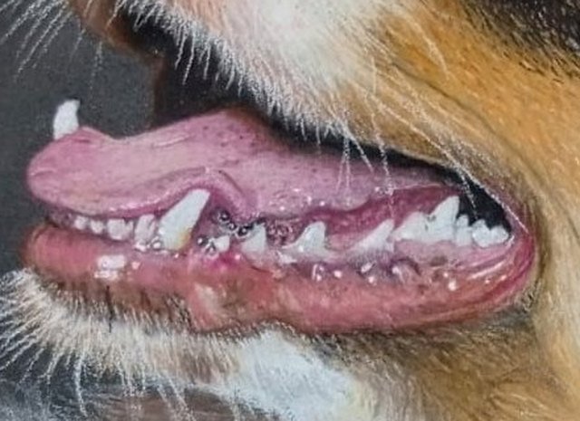 Detalle de la boca, la lengua y los dientes