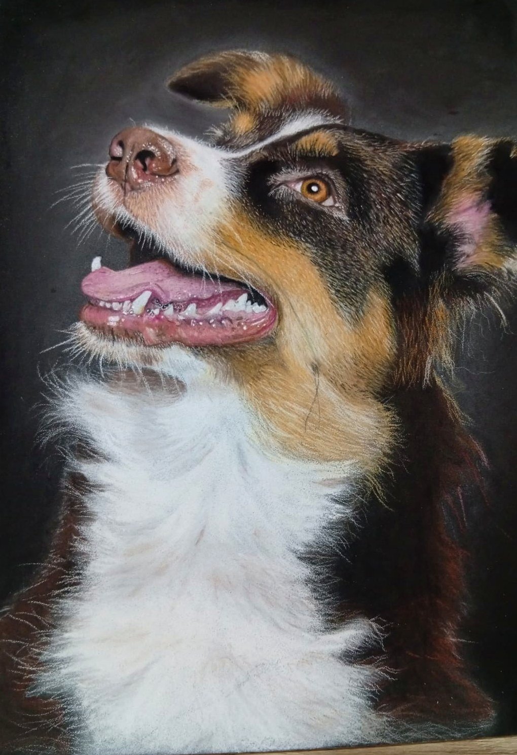 Retrato a mano de un perro pastor tricolor mirando hacia arriba, con la lengua afuera